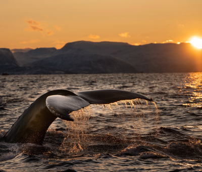 Turismo comunitario en el Pacífico avistamoiento de ballenas viajeros con estilo 2022